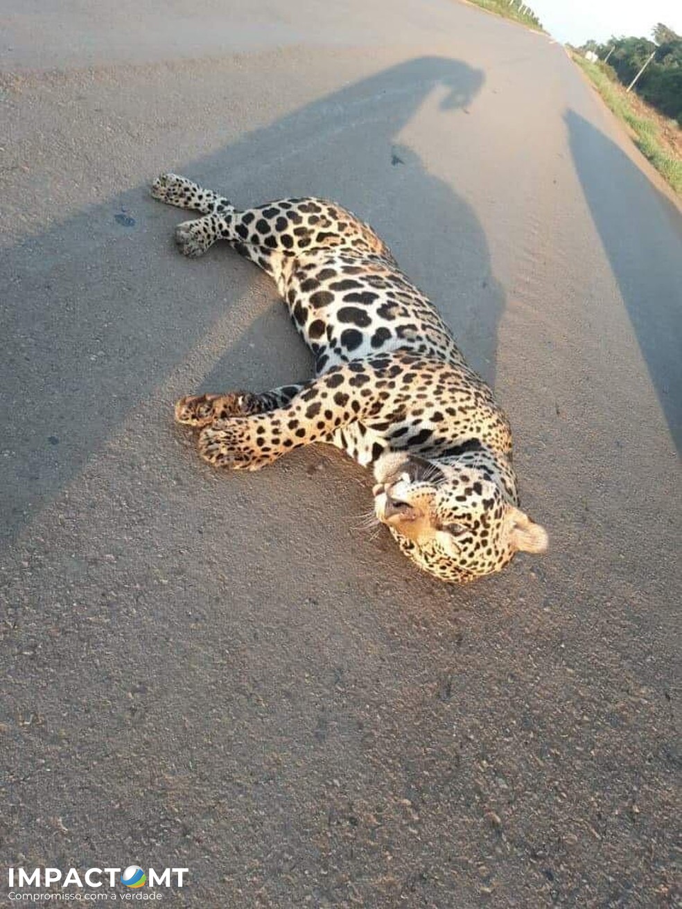 Feliz Natal:Onça-pintada de 180 kg é encontrada morta após ser atropelada em MT Feliz Natal:Onça-pintada de 180 kg é encontrada morta após ser atropelada em MT